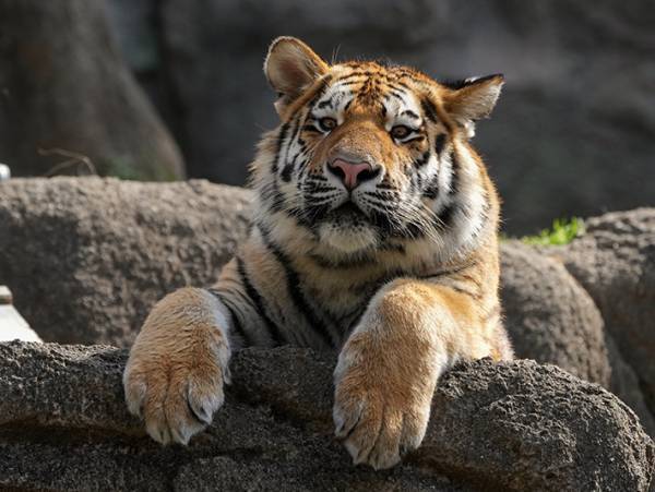 見事なオチに笑う　動物園での写真が、４コマ漫画のようで…？