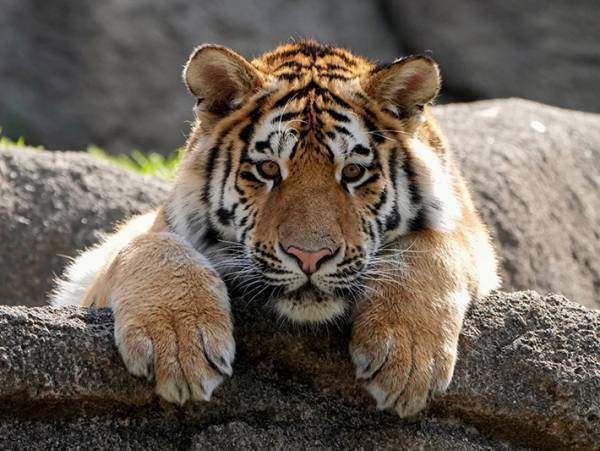 見事なオチに笑う　動物園での写真が、４コマ漫画のようで…？