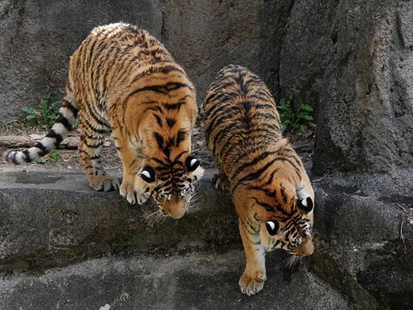 見事なオチに笑う　動物園での写真が、４コマ漫画のようで…？