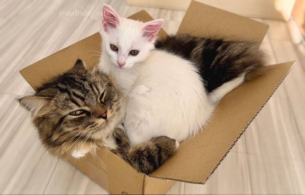 不機嫌そうな目で飼い主を見つめる猫　その理由に、納得