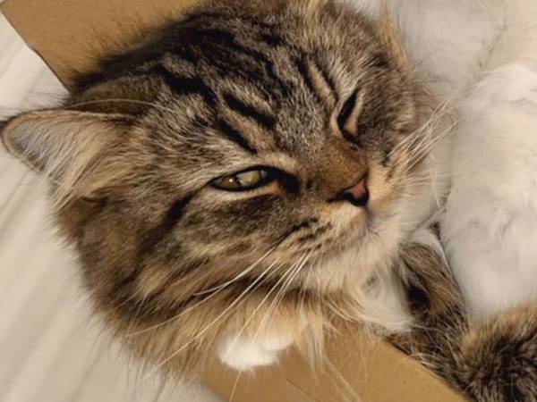 不機嫌そうな目で飼い主を見つめる猫　その理由に、納得