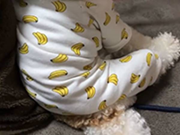 「どう見ても人間なんだよな…」　遊び疲れた、犬の後ろ姿が？