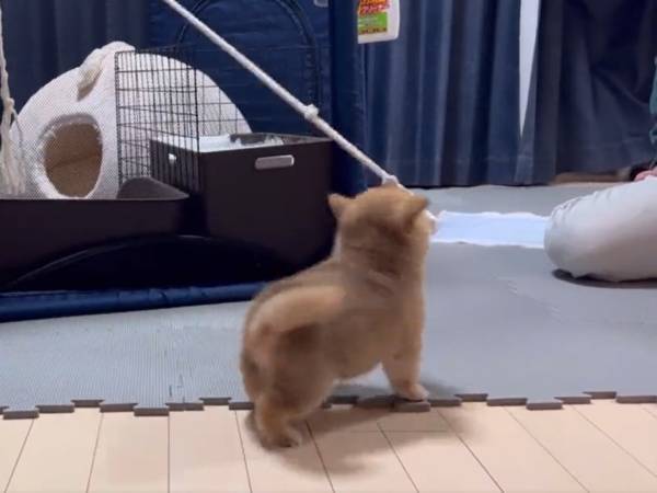 家に来て、３週間の子犬が…？　動画のオチに「笑っちゃう」「愛おしい」