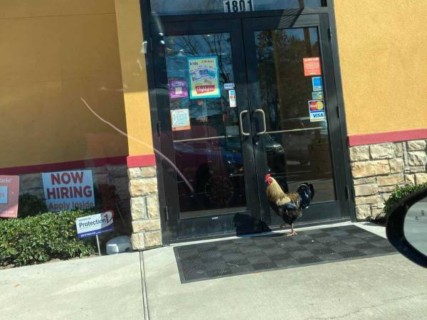 なぜきみがそこに？　フライドチキンの店に入ろうとしているのは…！