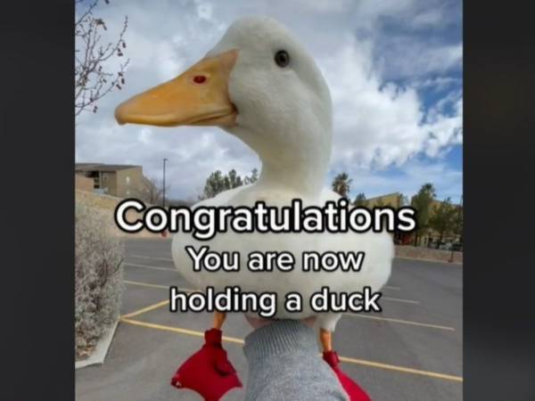 『アヒルの持ち上げ方』の動画に絶賛の声　「かわいすぎ」「絶対に試す」