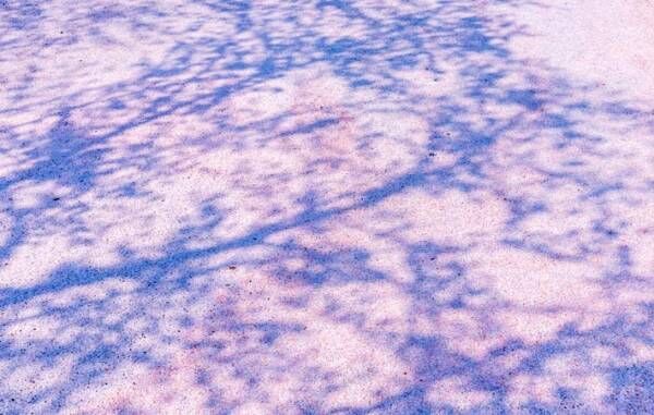桜の季節　一年に一度の穏やかで優しい時間は、少しせつない
