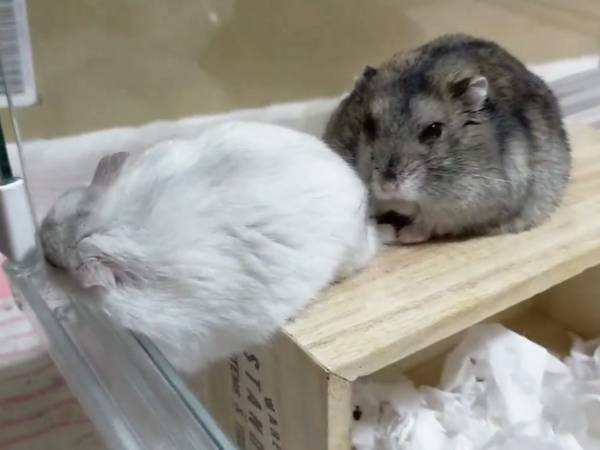 不安定な場所で眠るハムスターを、撮影していた飼い主　すると後ろにいた子が？