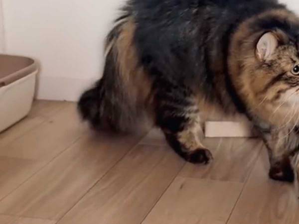 ソワソワとリビングに入る猫が見つめるものに「警戒心MAXだ」