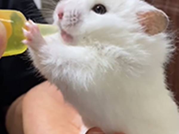 「天使か…？」「永遠に見ていたい」　９秒の動画がかわいすぎた