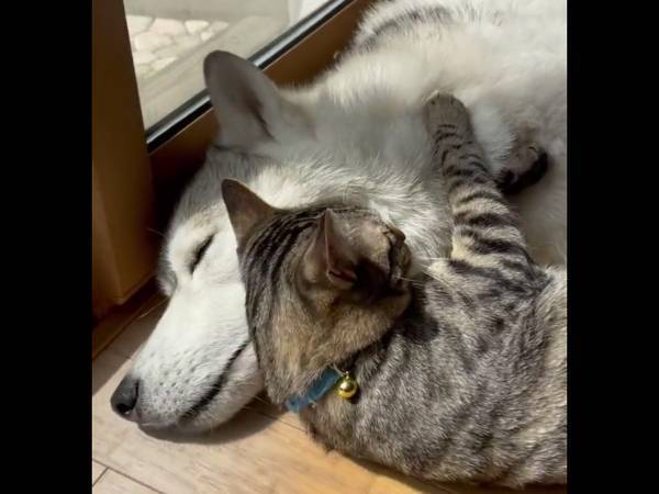 日向ぼっこをするハスキー　猫がとった行動に「ずっと見ていたい」「平和な世界」