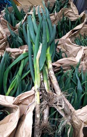 弁当店が無料で客に配るネギ　量に「大丈夫なの？」「どういうことだ…」