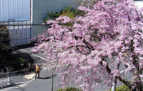 美しく華やかに咲いて、春の風にハラハラとキレイに散ってくれる桜