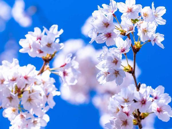 美しく華やかに咲いて、春の風にハラハラとキレイに散ってくれる桜