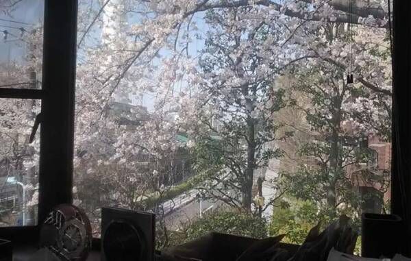 美しく華やかに咲いて、春の風にハラハラとキレイに散ってくれる桜