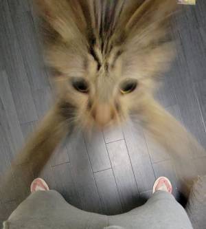 飼い主「仕事行ってくるね」　言葉を聞いた猫が、思わぬ行動に