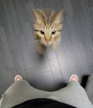 飼い主「仕事行ってくるね」　言葉を聞いた猫が、思わぬ行動に