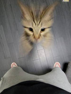 飼い主「仕事行ってくるね」　言葉を聞いた猫が、思わぬ行動に