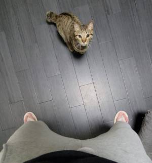 飼い主「仕事行ってくるね」　言葉を聞いた猫が、思わぬ行動に