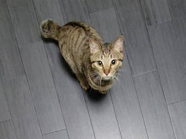 飼い主「仕事行ってくるね」　言葉を聞いた猫が、思わぬ行動に