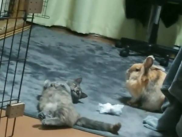 先住ウサギと仲よくなりたい猫　アピールの結果に「ごめん爆笑」「叫びそうになった」