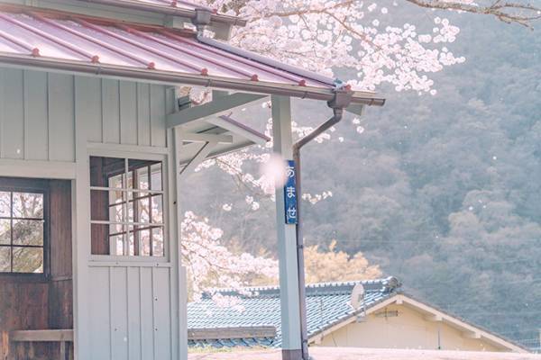 どこか懐かしい『日本の春』　４枚の写真に「自然と涙が出る」「素敵！」