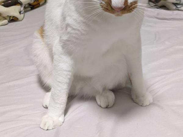 甘えたくて、もじもじしている猫　表情が『甘えんぼヤクザ』で笑う