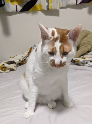 甘えたくて、もじもじしている猫　表情が『甘えんぼヤクザ』で笑う