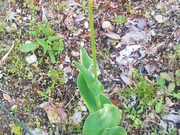 「光の加減ミスった」　撮影した花の写真に「逃げてー！」「ある意味奇跡」