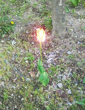 「光の加減ミスった」　撮影した花の写真に「逃げてー！」「ある意味奇跡」