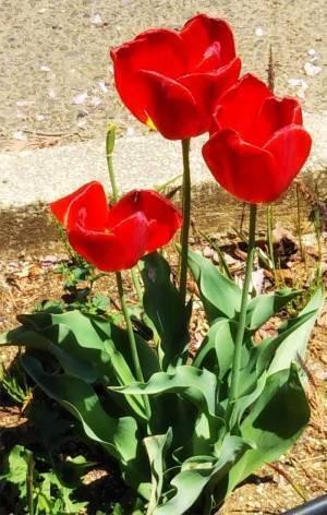 「光の加減ミスった」　撮影した花の写真に「逃げてー！」「ある意味奇跡」
