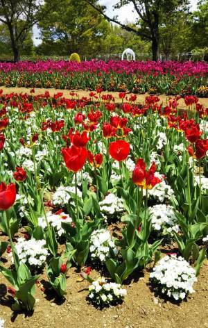 「光の加減ミスった」　撮影した花の写真に「逃げてー！」「ある意味奇跡」