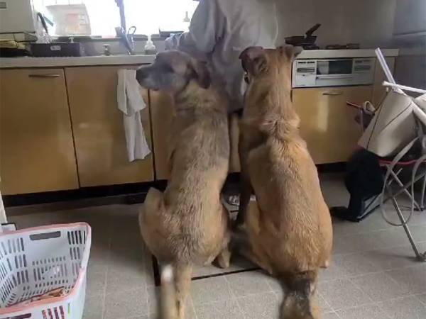 おやつができるのを待つ２匹の大型犬　よく見ると上にも…？