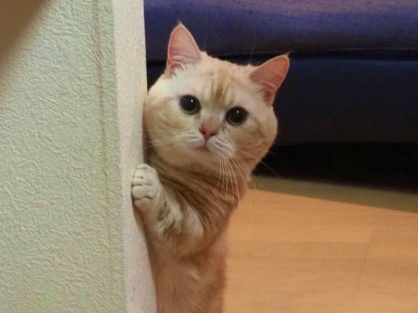 お気に入りのグラスを割ってしまった女性　それに気付いた猫が？