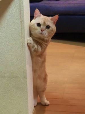 お気に入りのグラスを割ってしまった女性　それに気付いた猫が？