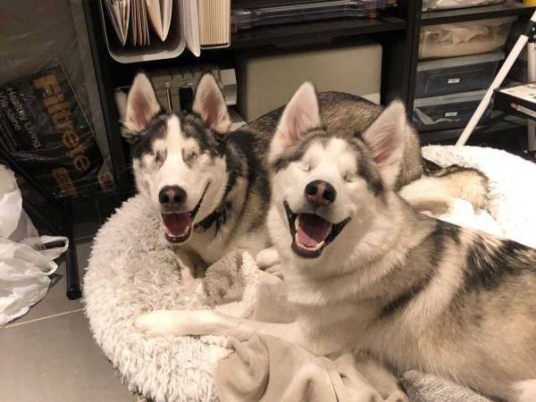 本当に見えてないの？　両目を失った２匹のハスキーの動画にニッコリ
