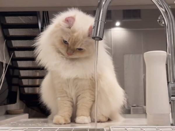 蛇口が不思議でたまらない猫が？　行動に「すごっ！」「賢すぎる…」