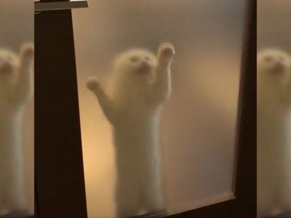 曇りガラスの向こうでアピールする猫に「独特のビートが最高」の声