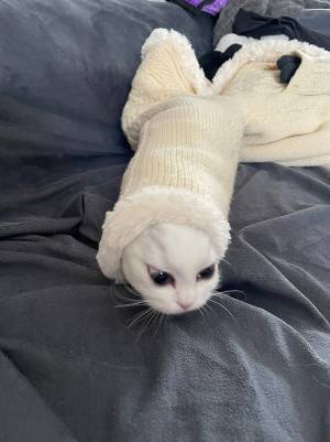 「笑った」「ツチノコか？」　生後３か月の子猫、発見された姿がコチラ