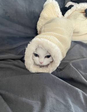 「笑った」「ツチノコか？」　生後３か月の子猫、発見された姿がコチラ