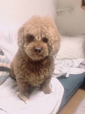 「ニンゲン…ユルサナイ…」　お風呂上りのプードル、表情に「笑った」「怒ってる！」