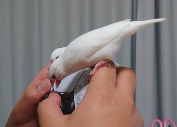 ２羽の文鳥による『圧』がすごい…　飼い主がゲームを始めると？