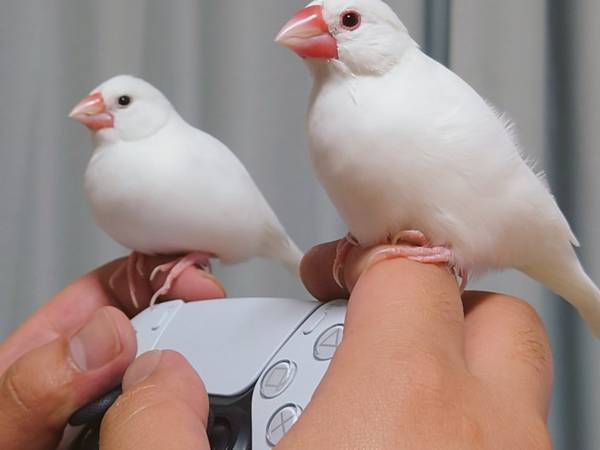 ２羽の文鳥による『圧』がすごい…　飼い主がゲームを始めると？