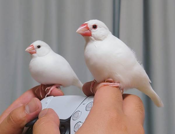 ２羽の文鳥による『圧』がすごい…　飼い主がゲームを始めると？