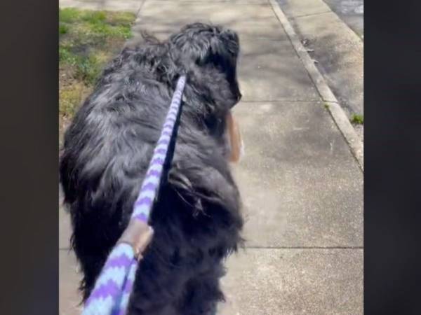 今日の散歩の『お供』は何かな？　振り返った犬がくわえているものに爆笑！