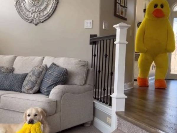 犬が好きなアヒルの着ぐるみ姿で現れた飼い主　すると犬は？　「笑った」