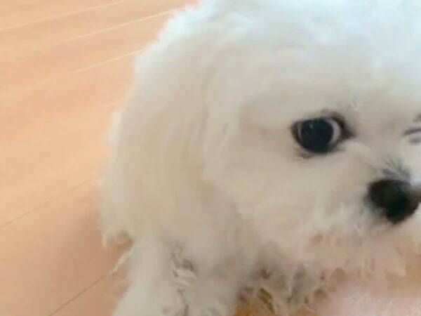 飼い主にもっとかまってほしい犬　ご機嫌斜めな姿がこちらです