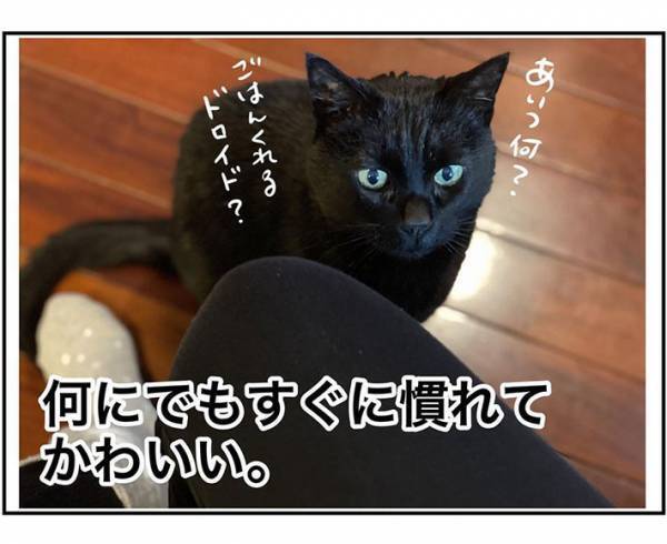 愛猫に関わるすべてがかわいい　飼い主の投稿に「ツボ」「便利な時代」