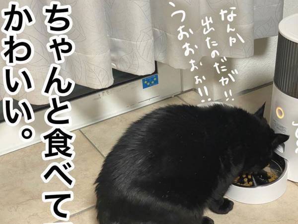愛猫に関わるすべてがかわいい　飼い主の投稿に「ツボ」「便利な時代」