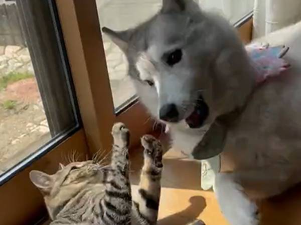 怒ったハスキー「今のは痛かったよ！？」　その後の展開ににやける人、続出！