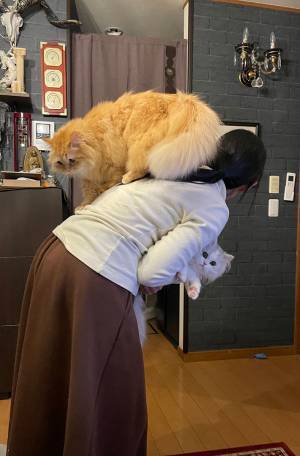 『キョトン』顔の子猫　抱える妻が、助けを求めたワケがこちら！